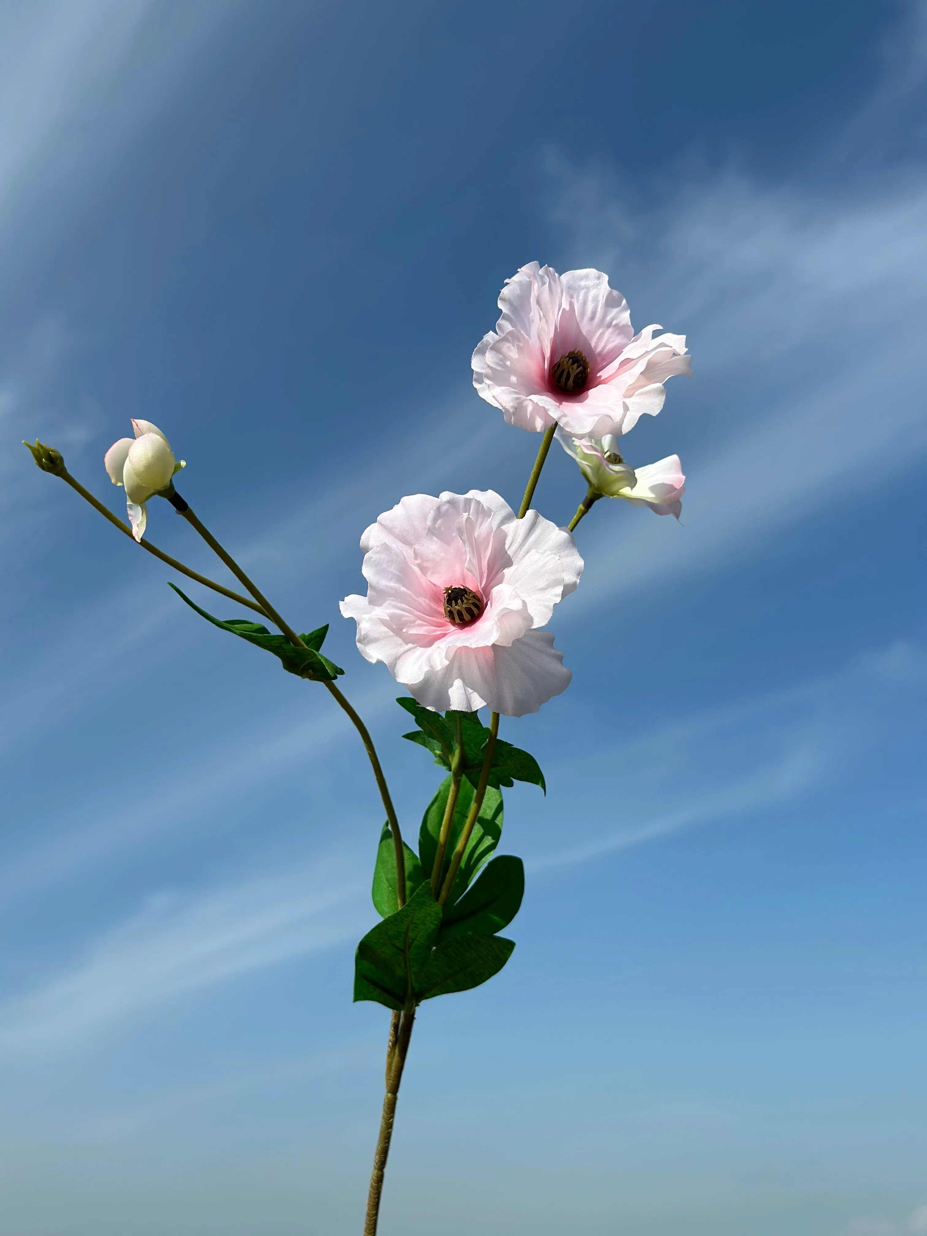 Butterfly Ranunculus (5 colours)