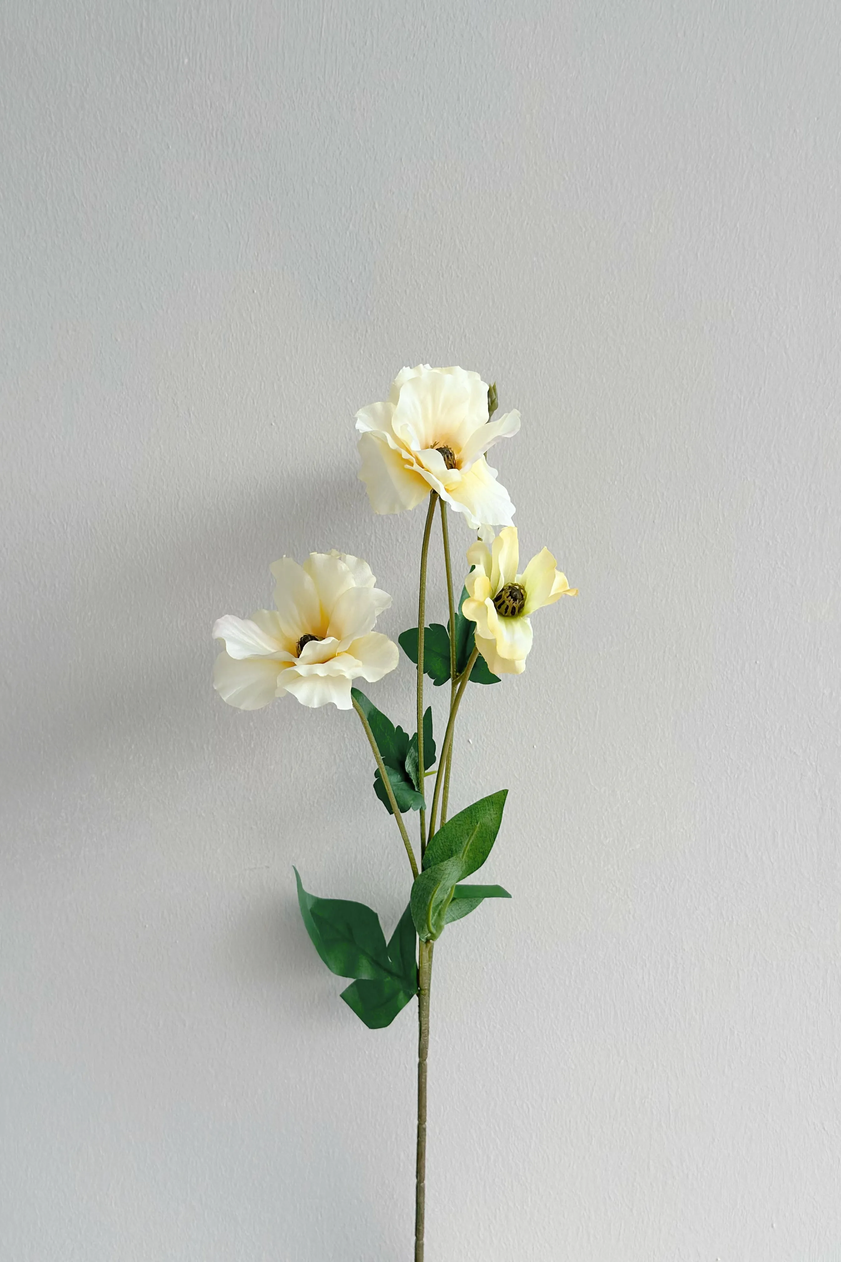 Butterfly Ranunculus (5 colours)