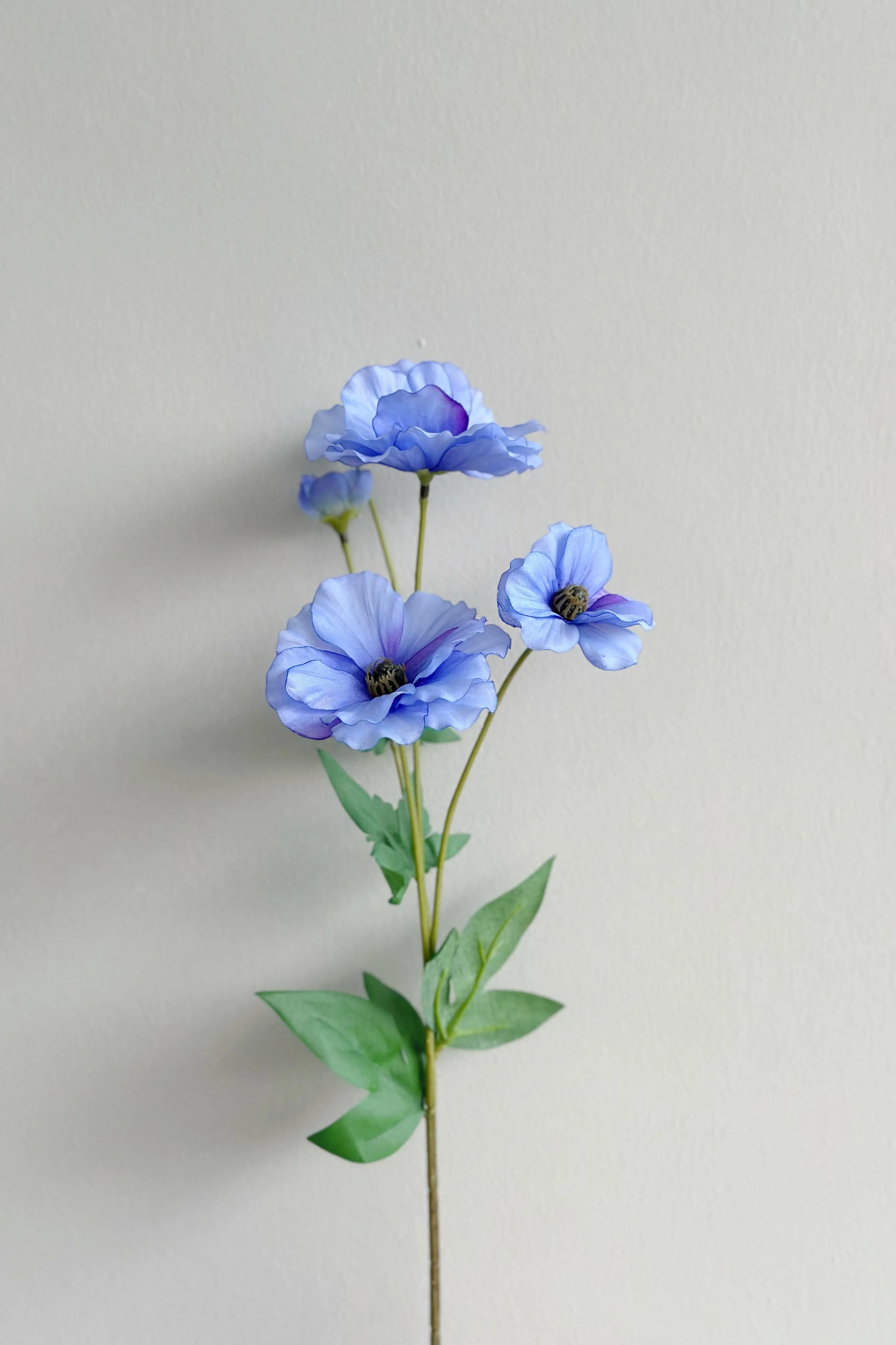Butterfly Ranunculus (5 colours)