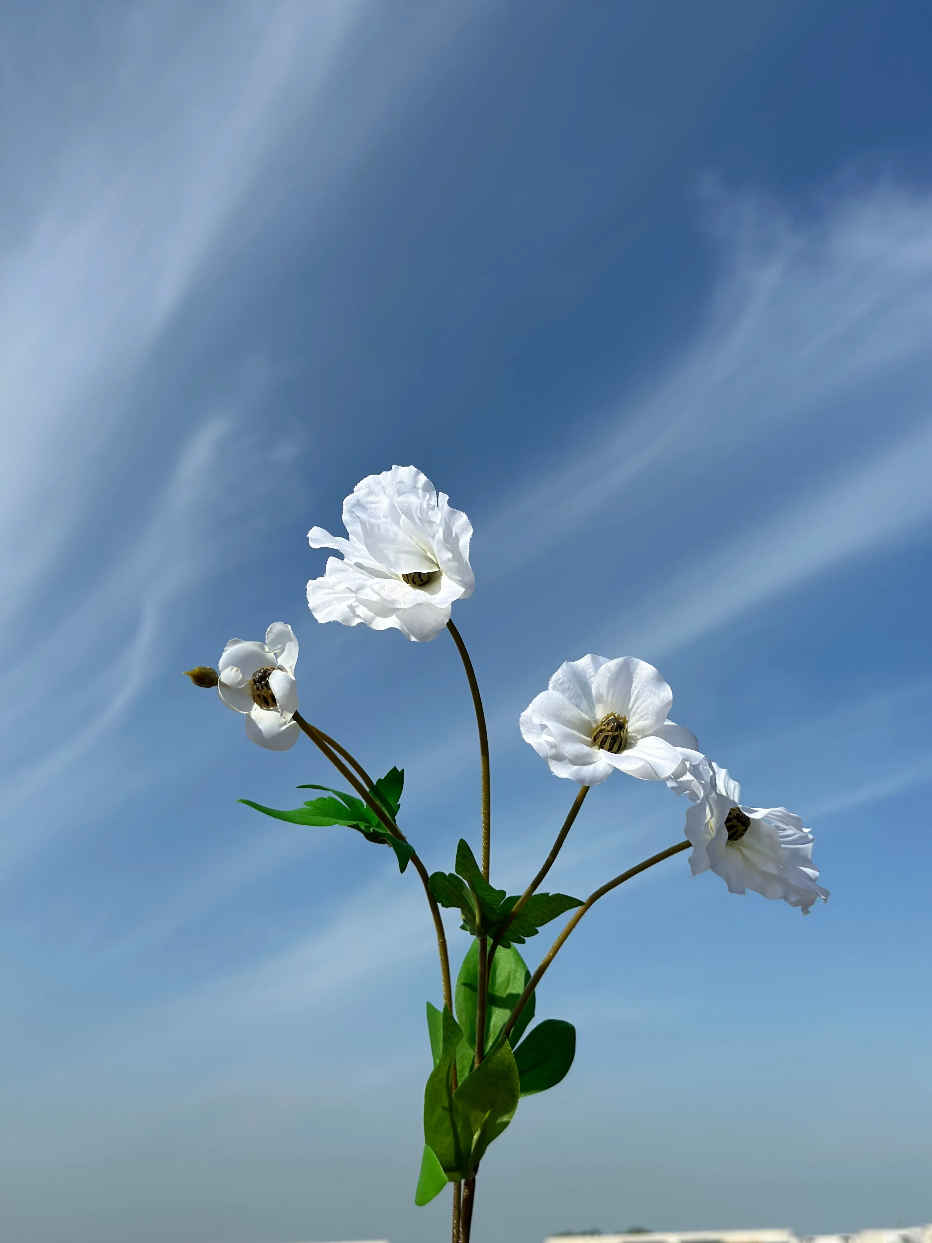 Butterfly Ranunculus (5 colours)