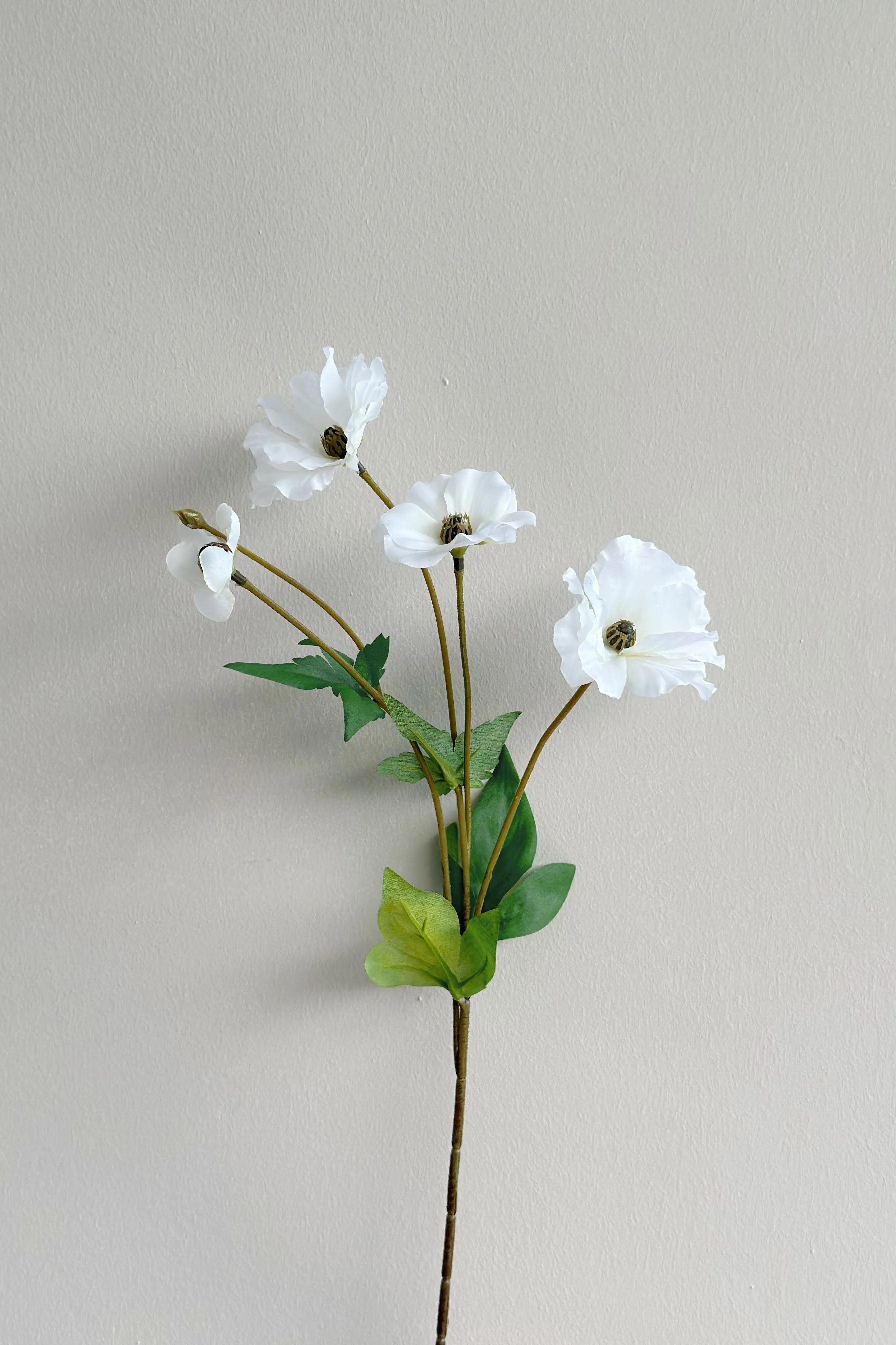 Butterfly Ranunculus (5 colours)