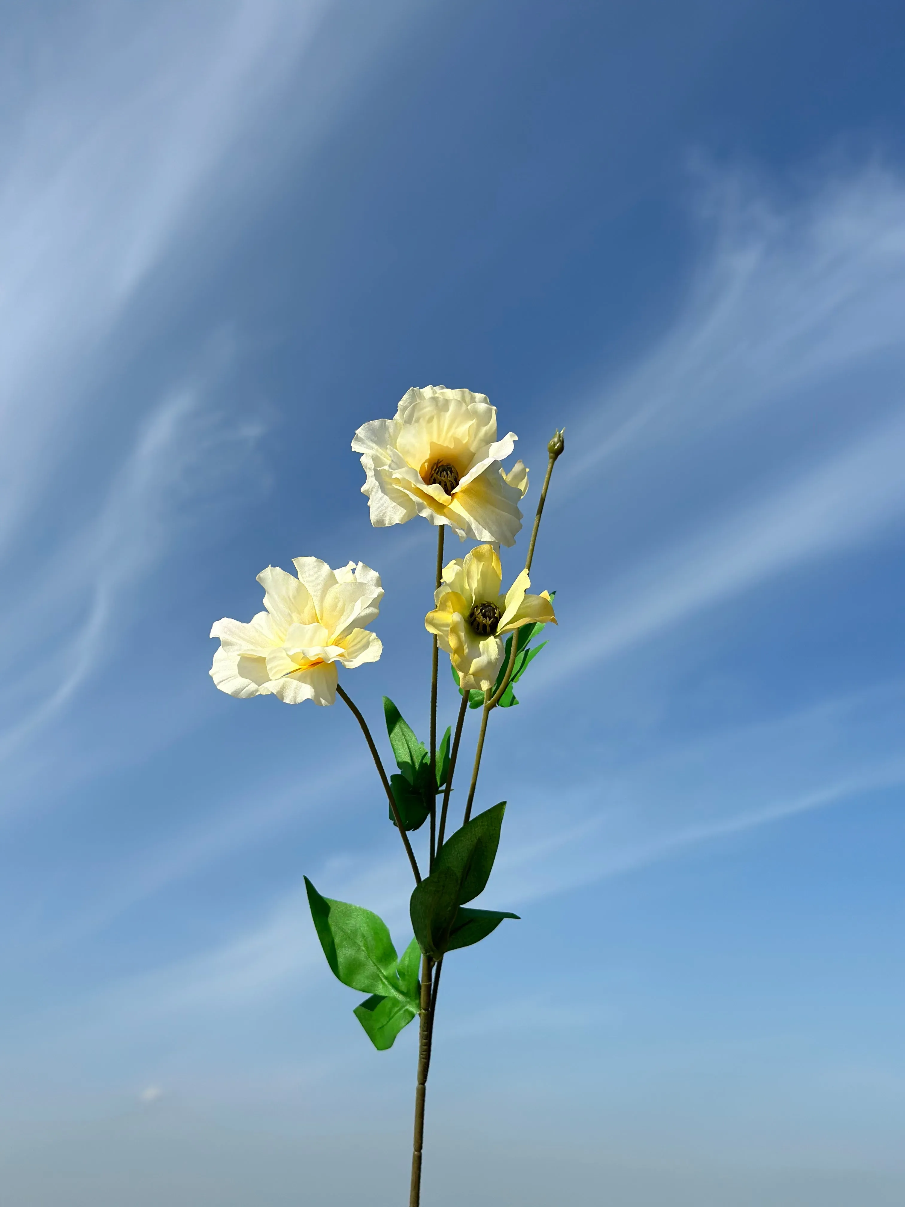 Butterfly Ranunculus (5 colours)