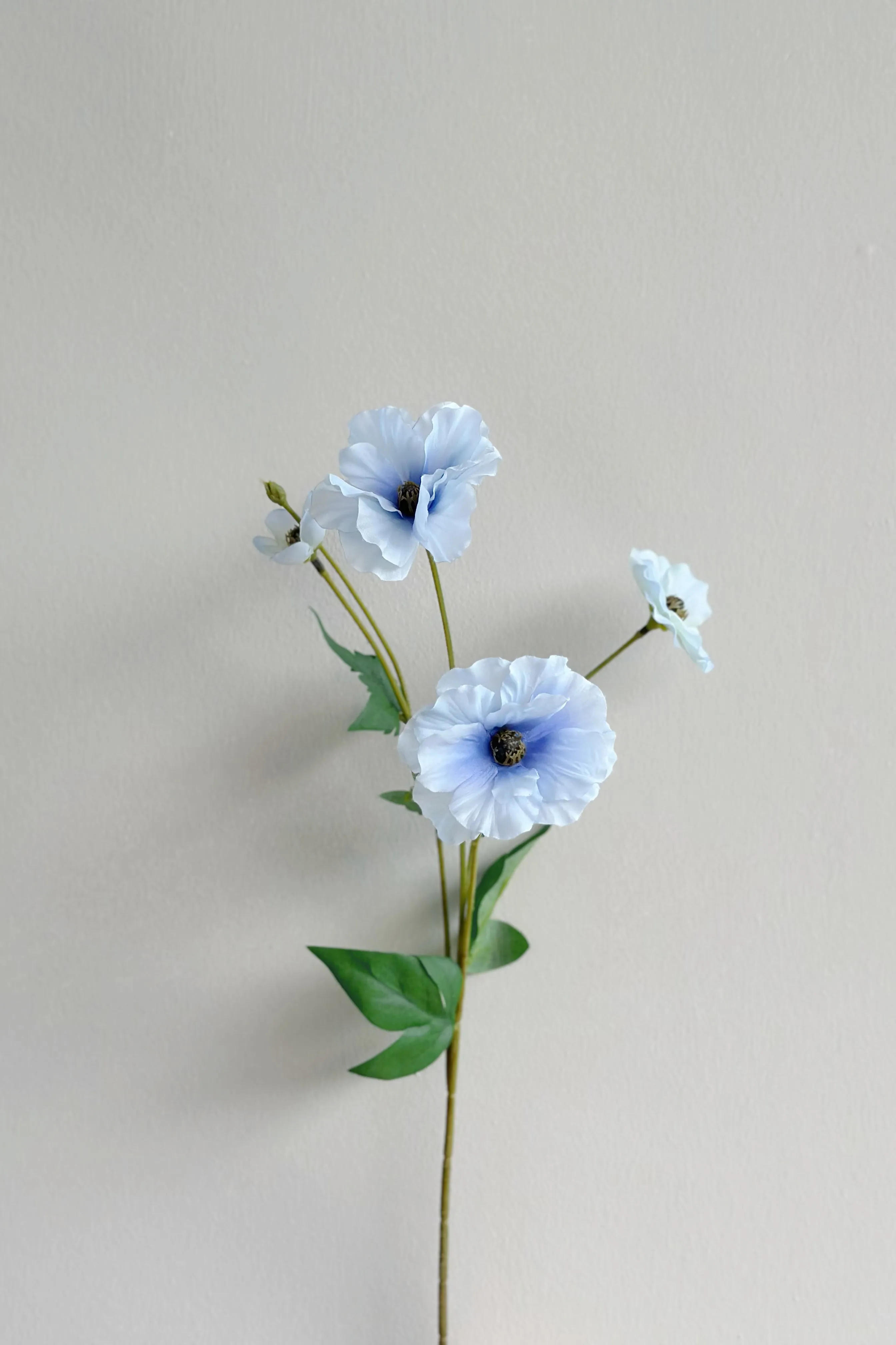 Butterfly Ranunculus (5 colours)