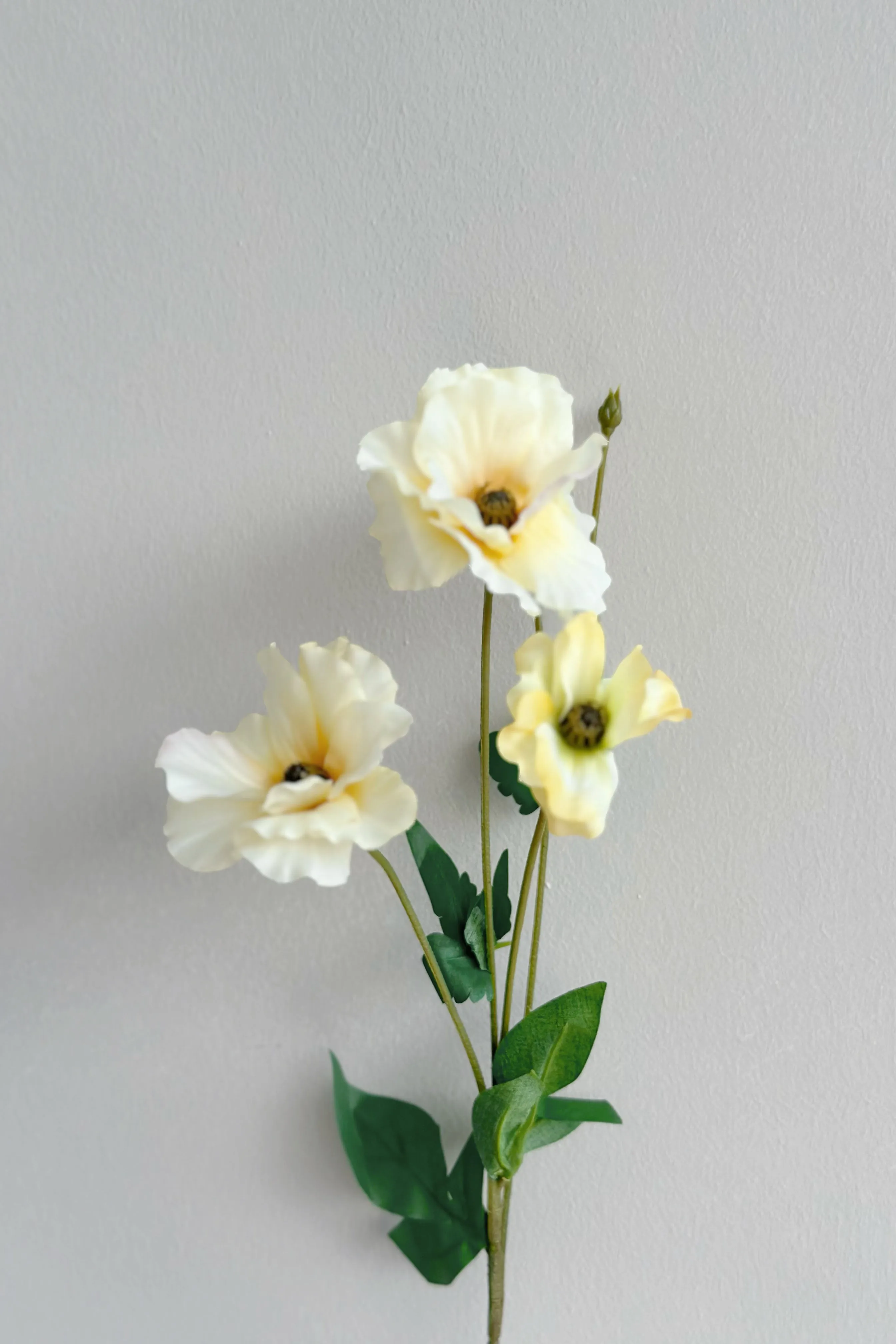 Butterfly Ranunculus (5 colours)