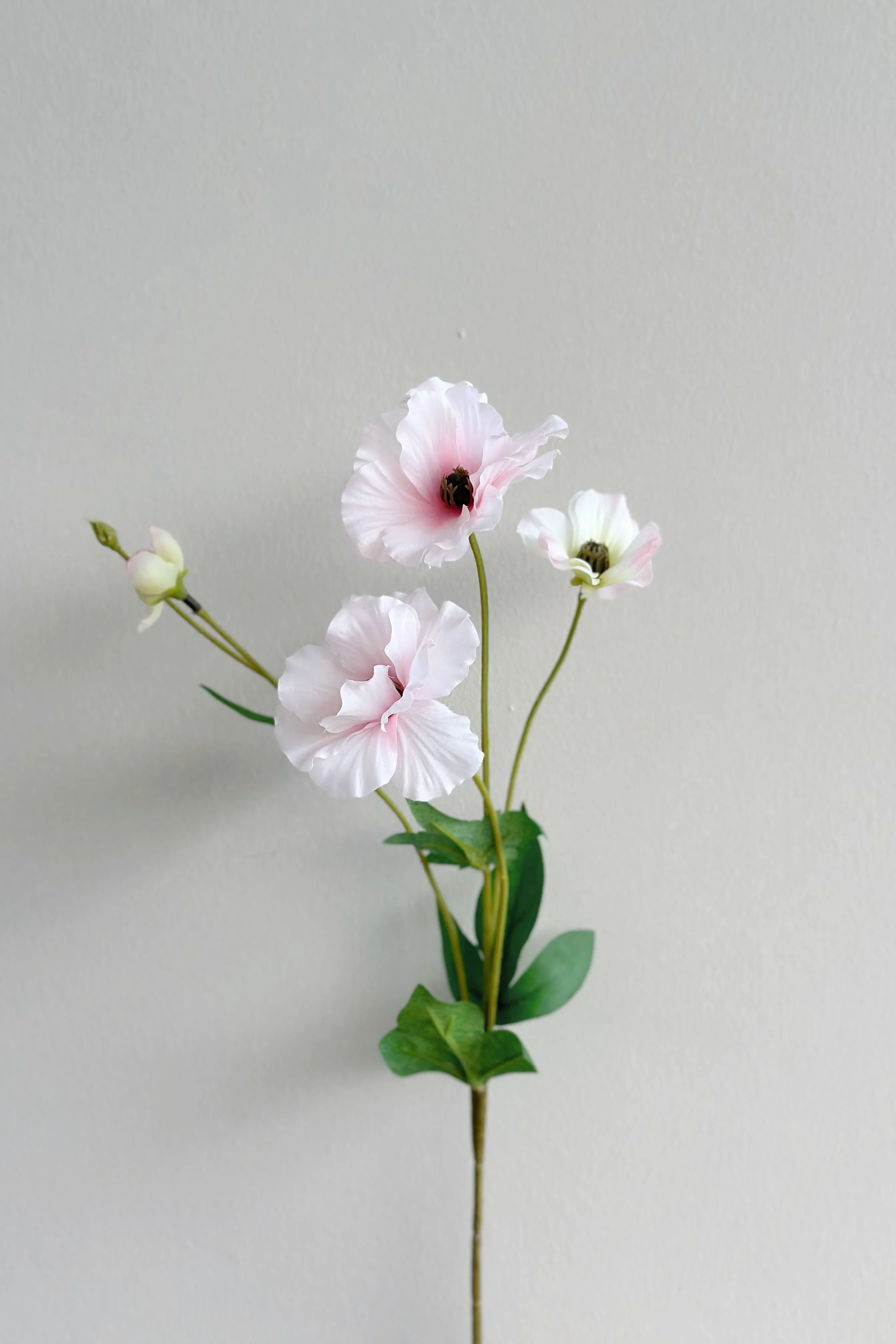 Butterfly Ranunculus (5 colours)