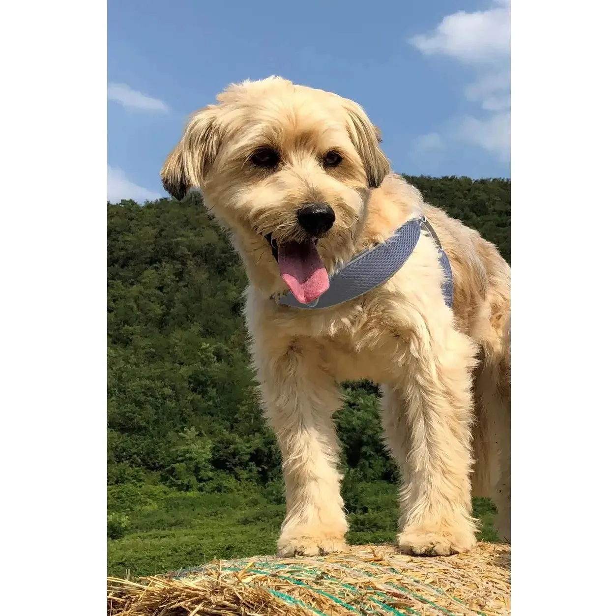 Coralpina Dog Harness Mesh Sport Step In 3 LBS to 55 LBS