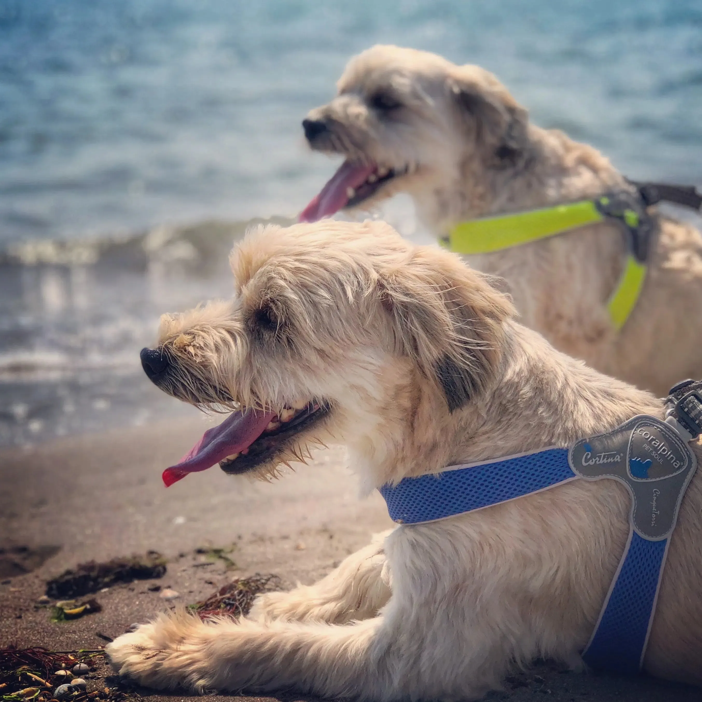 Coralpina Dog Harness Mesh Sport Step In 3 LBS to 55 LBS
