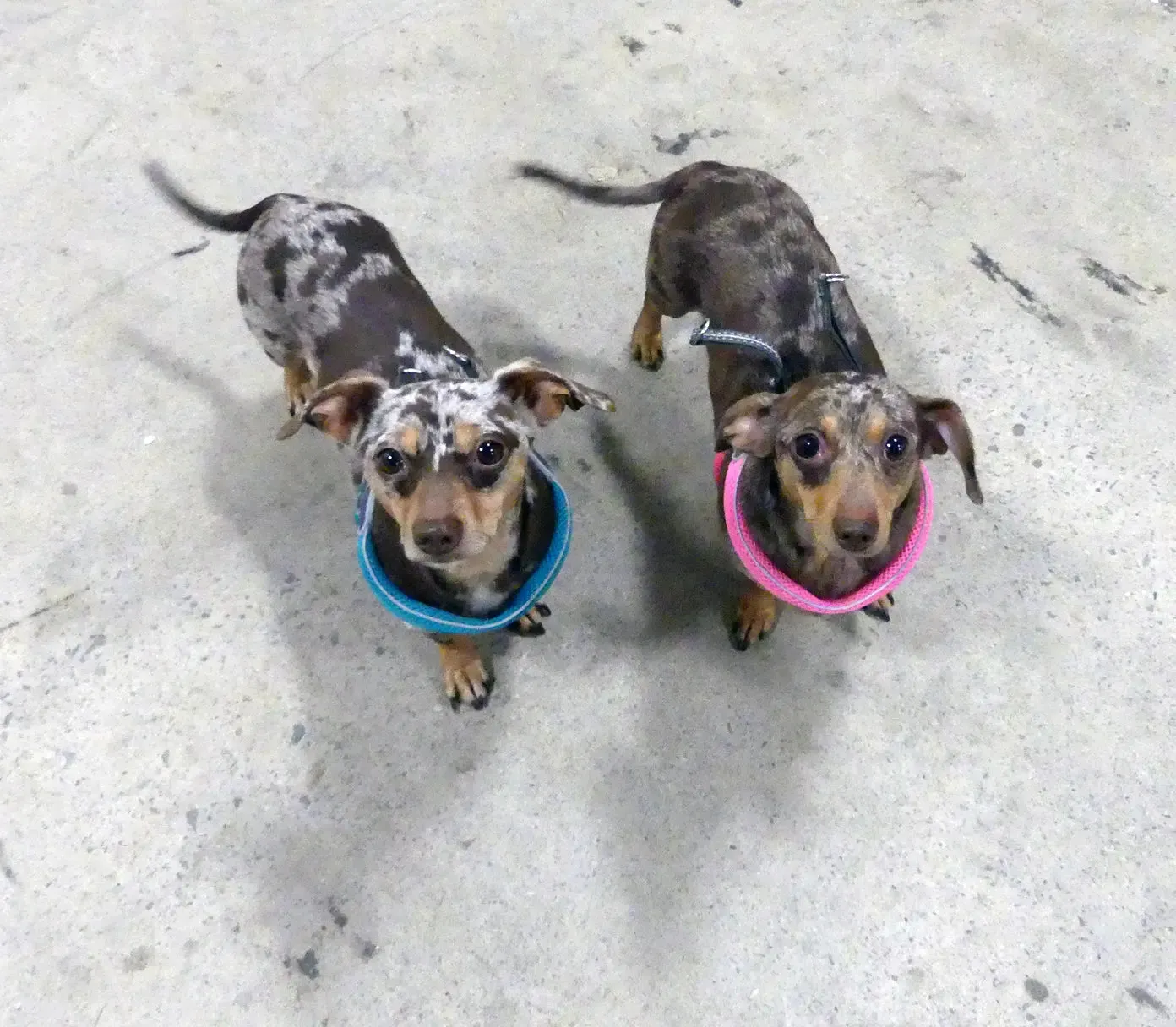 Coralpina Dog Harness Mesh Sport Step In 3 LBS to 55 LBS