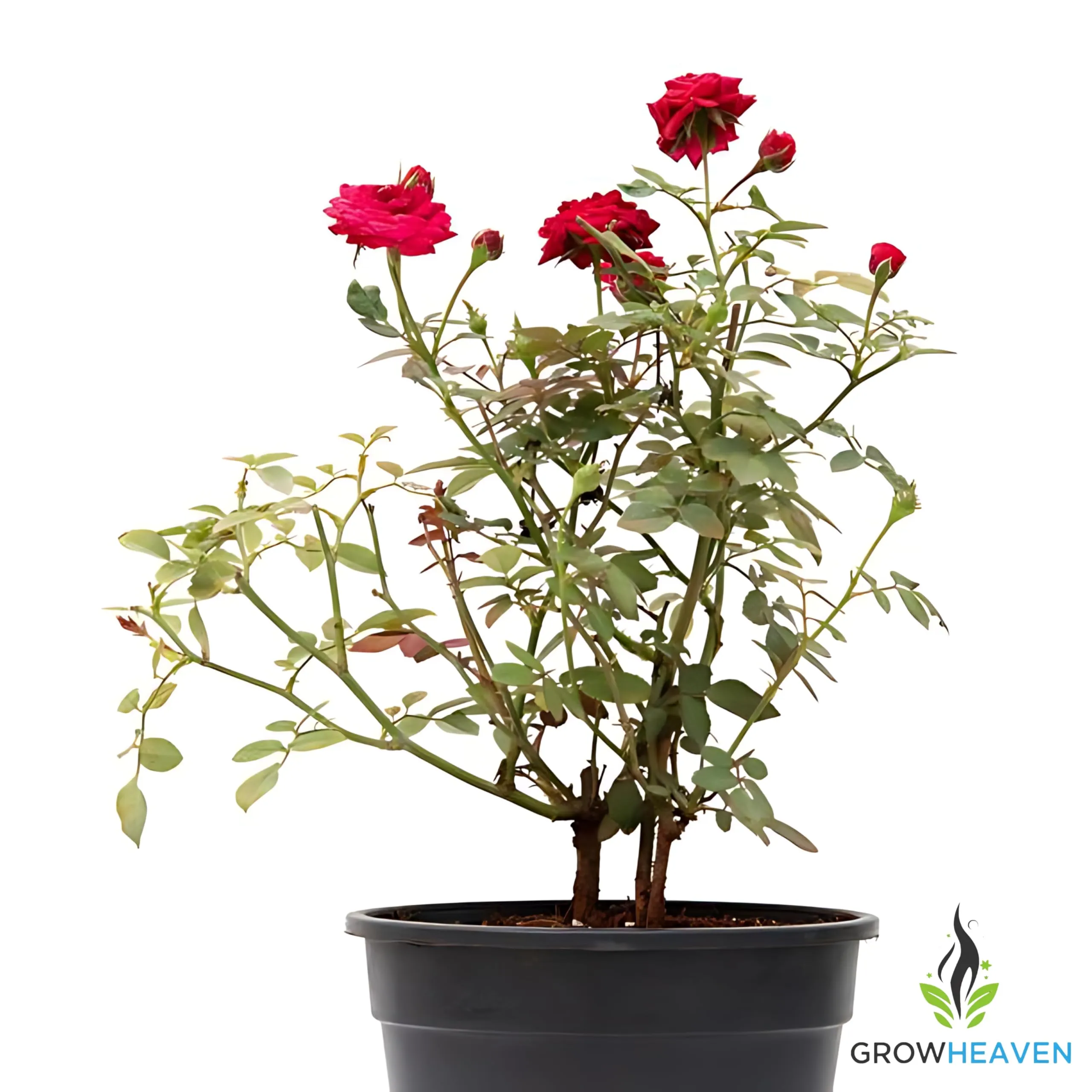 GrowHeaven Live Flower Rose (Red) (Gulab) Plant With Pot