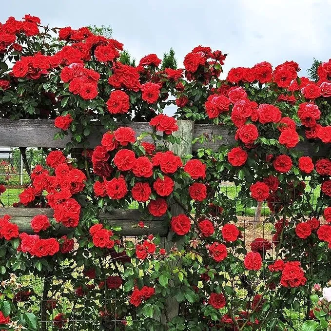 GrowHeaven Live Flower Rose (Red) (Gulab) Plant With Pot