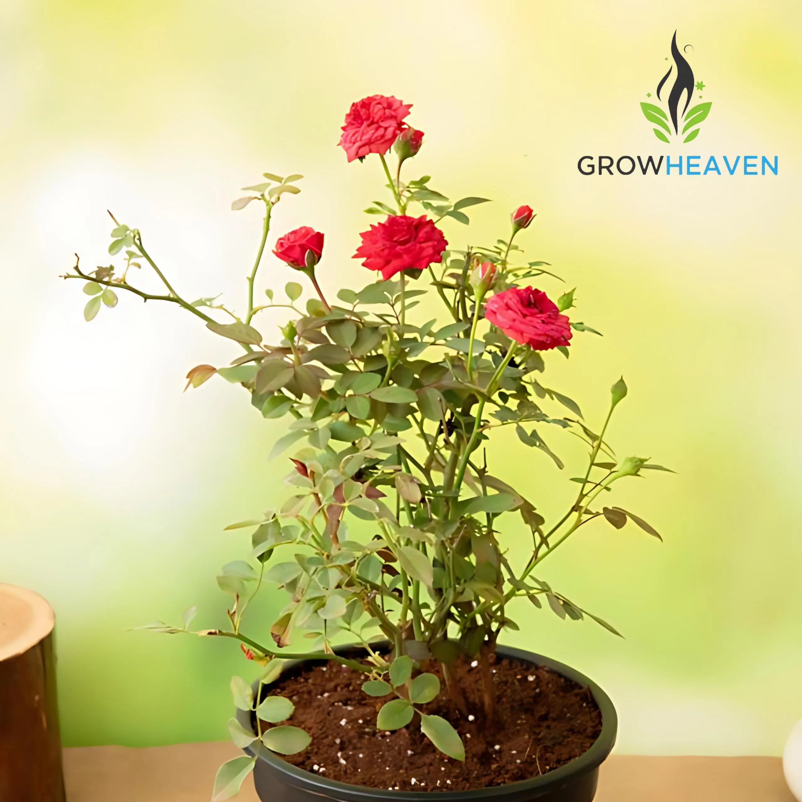 GrowHeaven Live Flower Rose (Red) (Gulab) Plant With Pot