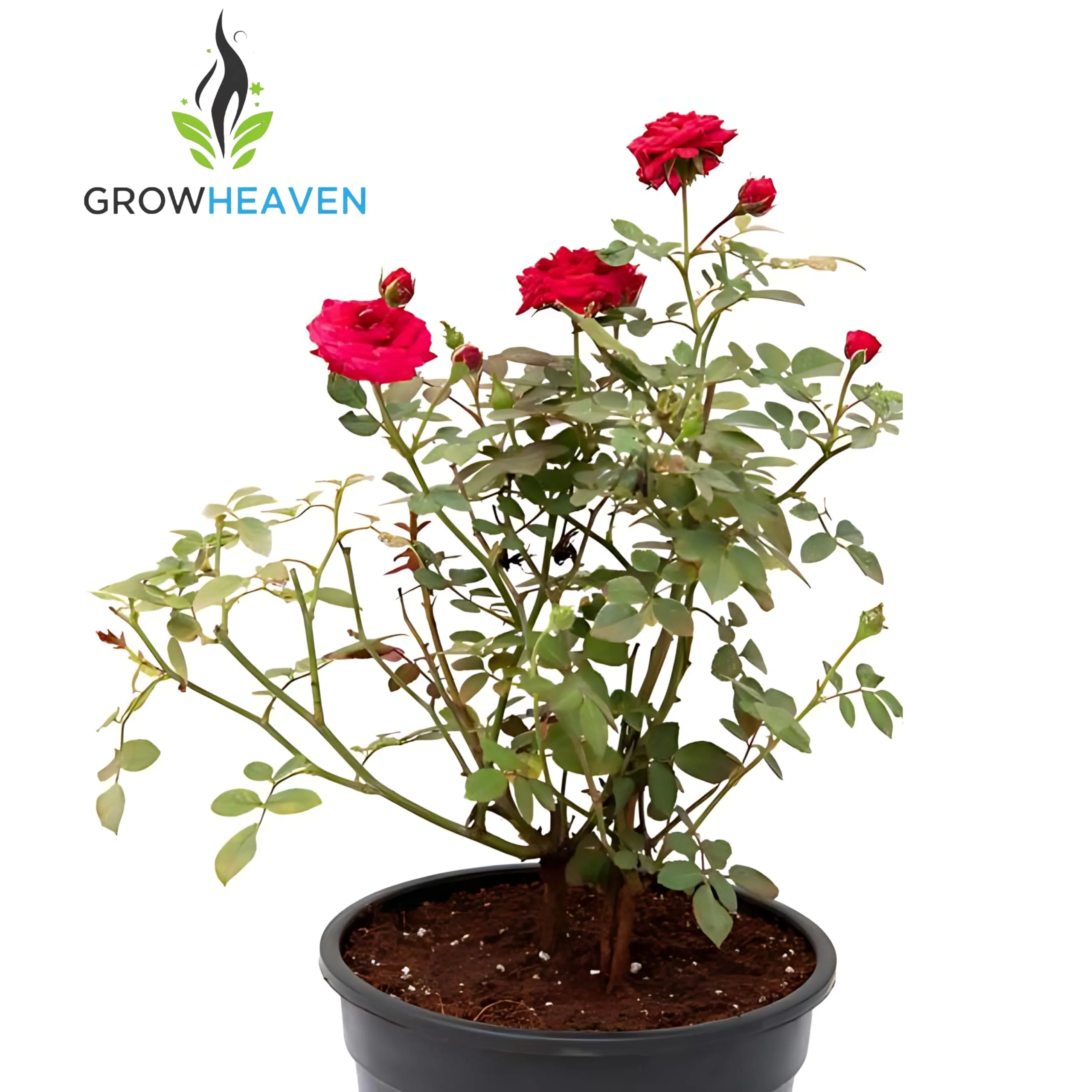GrowHeaven Live Flower Rose (Red) (Gulab) Plant With Pot