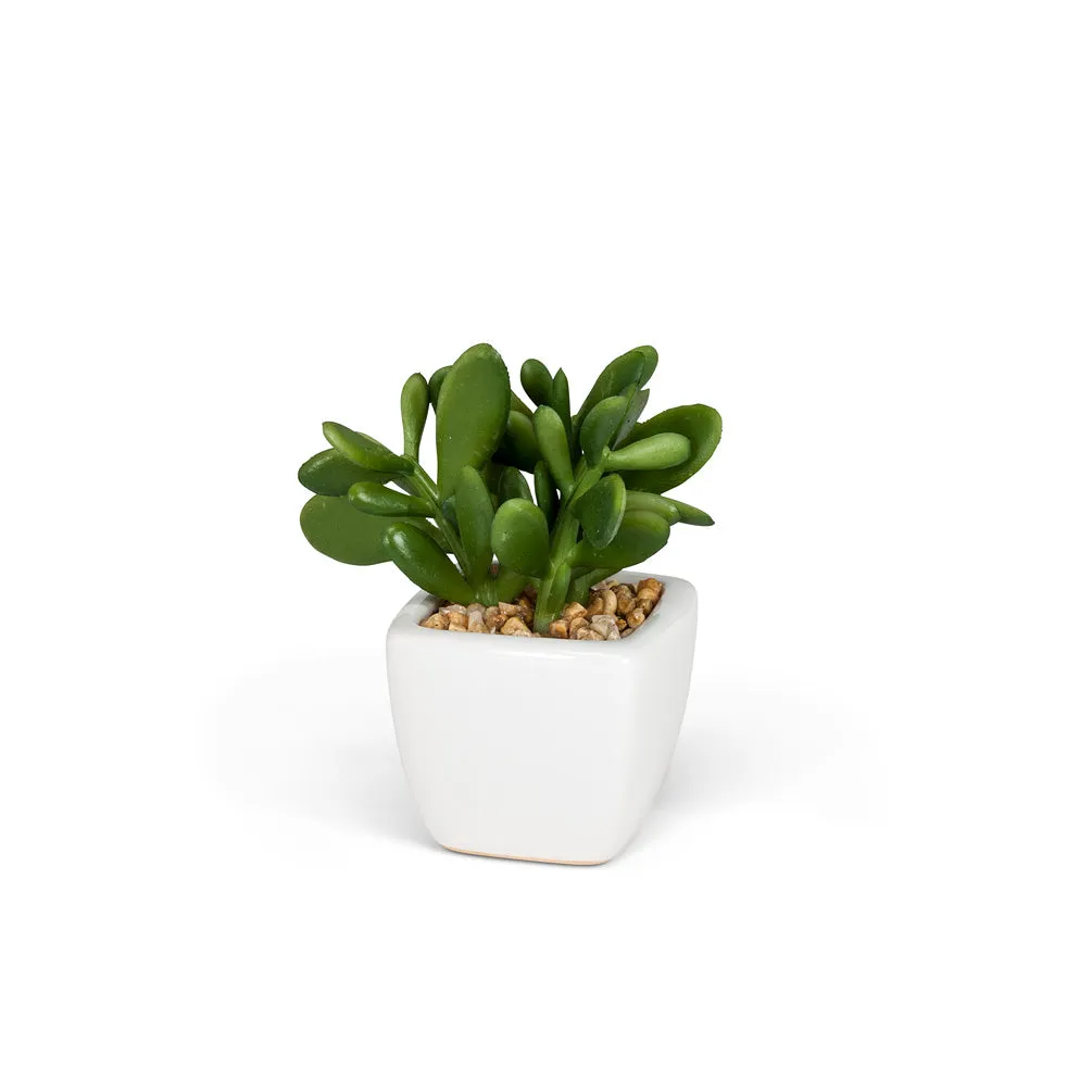 Mini Succulents (3 Styles Left!)
