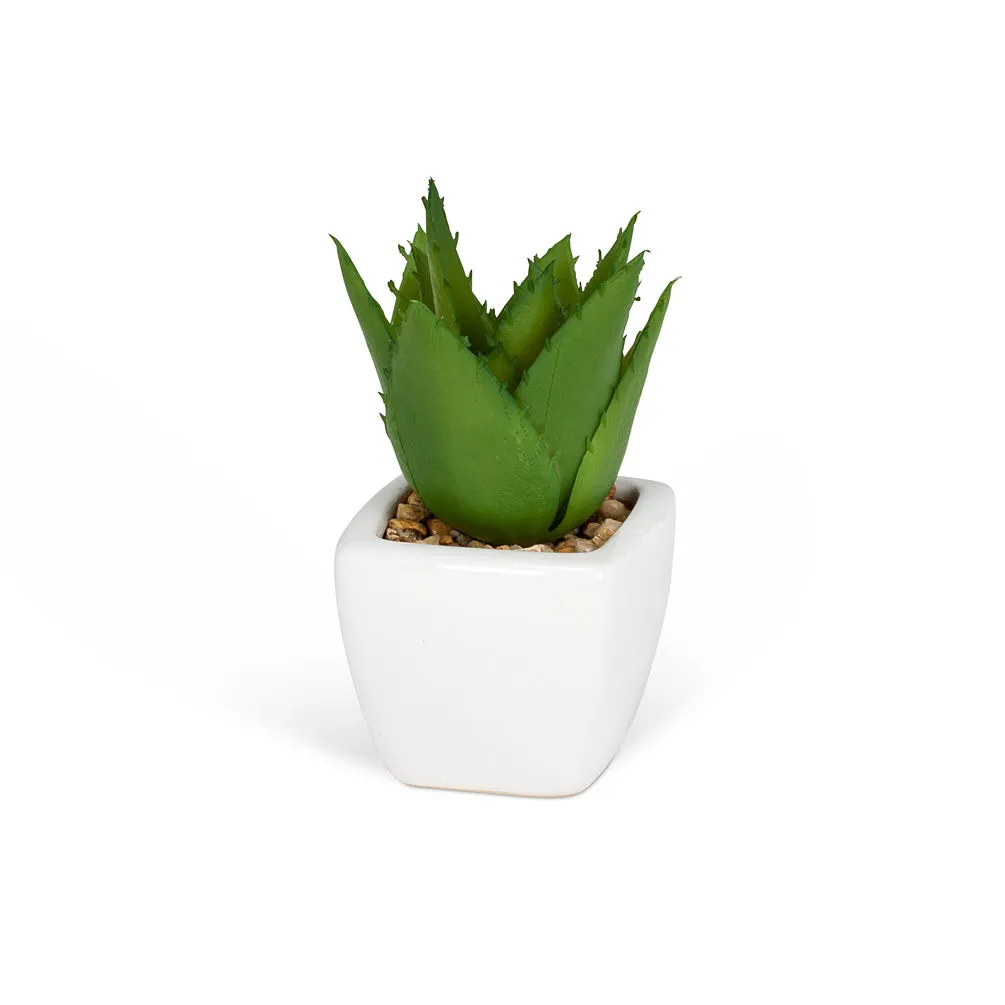 Mini Succulents (3 Styles Left!)