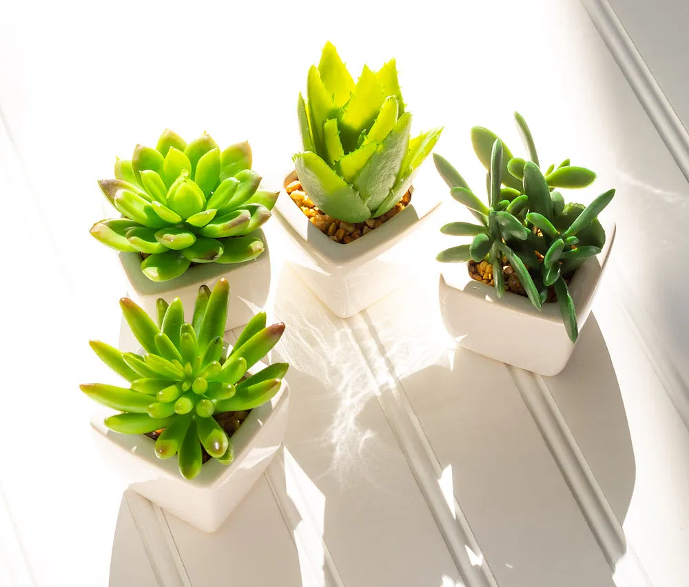 Mini Succulents (3 Styles Left!)