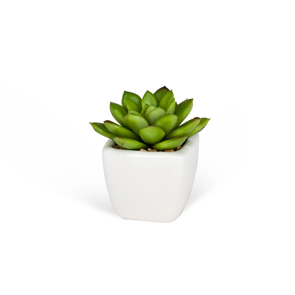Mini Succulents (3 Styles Left!)