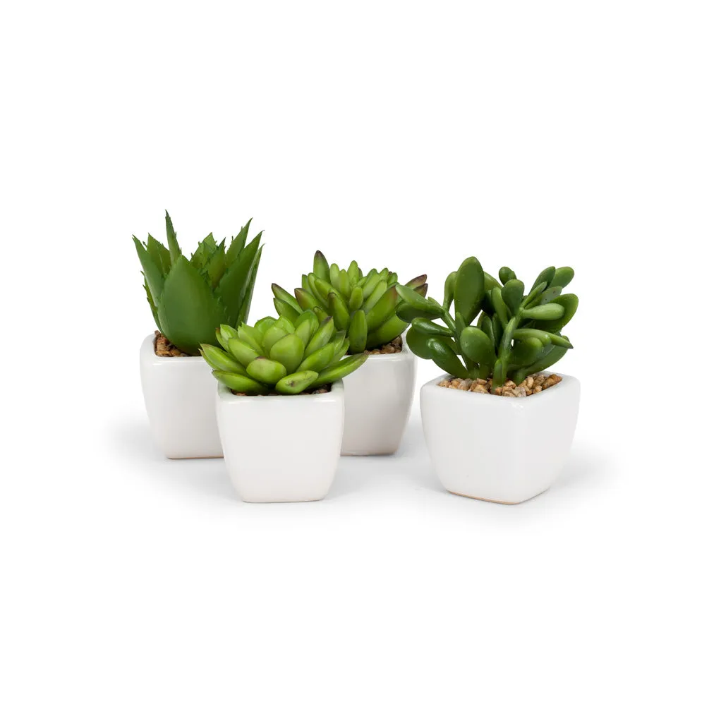 Mini Succulents (3 Styles Left!)