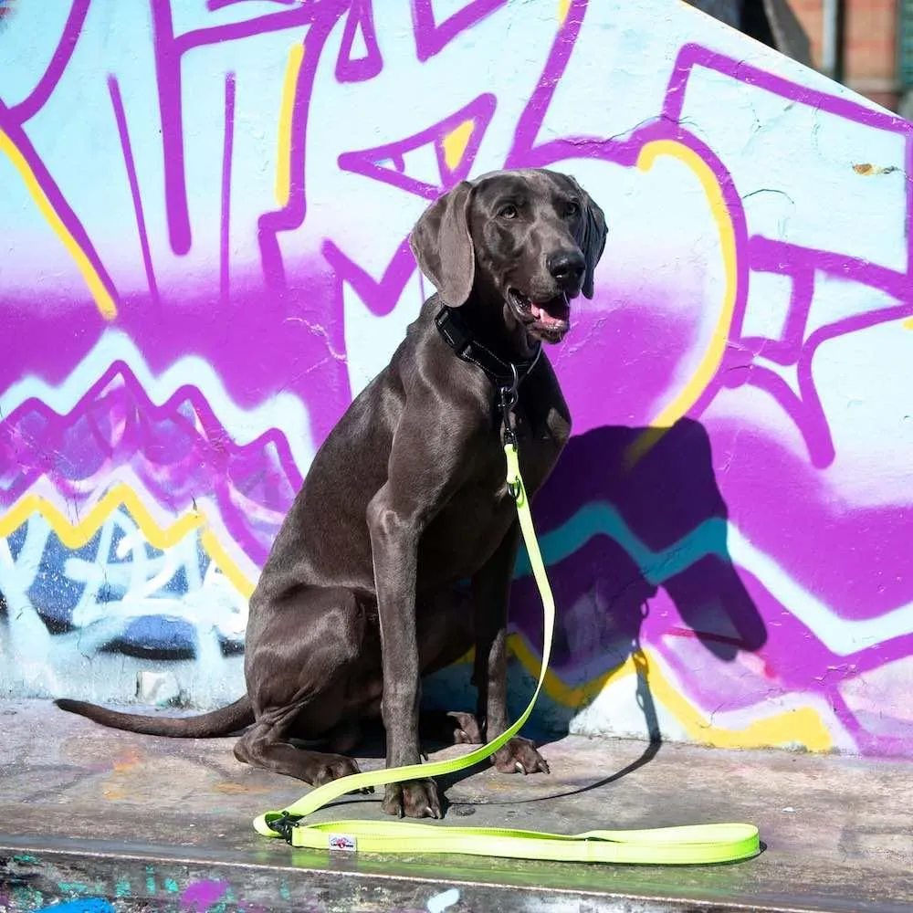 Neon Multi-Function Dog Training Lead Reflective | Hi Viz
