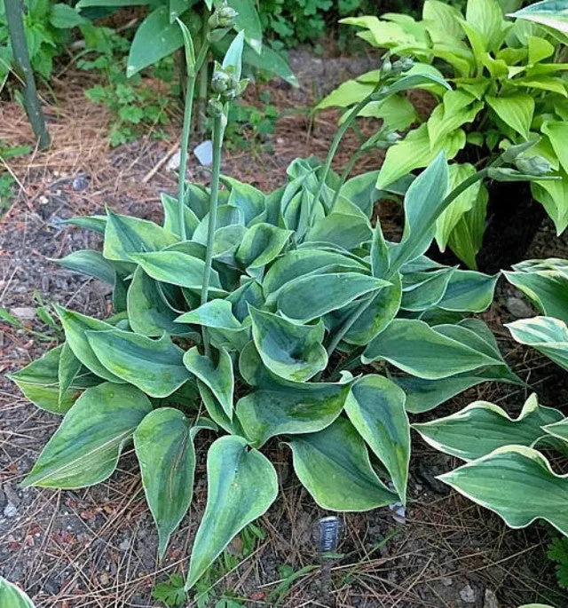 Timothy Hosta